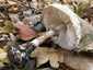 Piruló őzlábgomba (Chlorophyllum rhacodes), Somogy. Sima felületű, gumós (de nem peremesen gumós) tönk